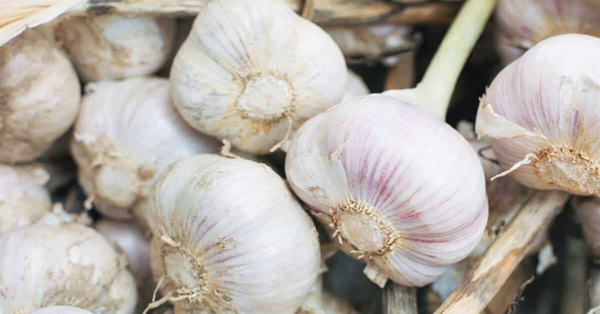 FY24 to mark yet another year of record garlic exports from India