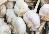 Garlic emerges as the leader in India’s spice export basket