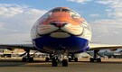 Namibian cheetahs to be brought to India in customised jumbo jet