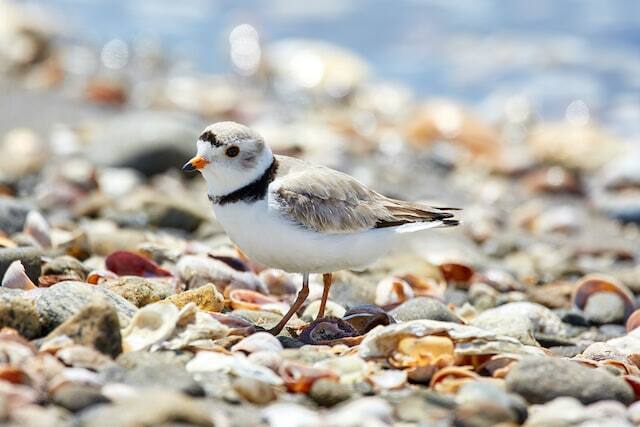 A piping plover (Image: Mathew Schwartz via Unsplash)
