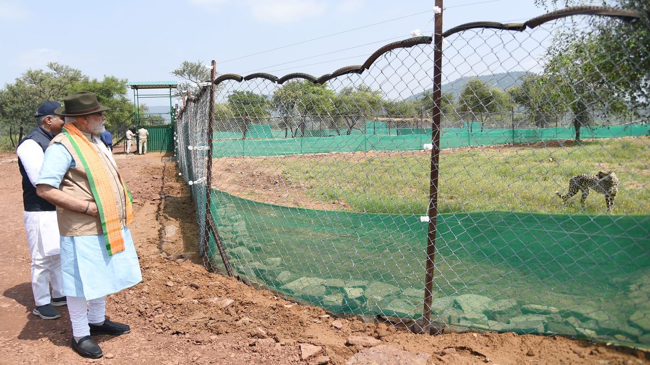 Prime Minister Narendra Modi released eight cheetahs from Namibia in Madya Pradesh's Kuno National Park on his birthday today.