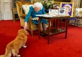 Queen Elizabeth II's corgis will be cared for by Prince Andrew and his ex-wife