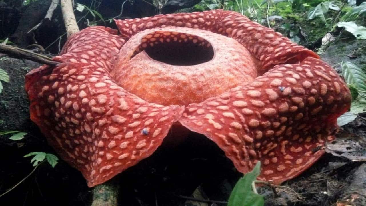 Photos: The world’s biggest flower, with odour of decaying flesh ...
