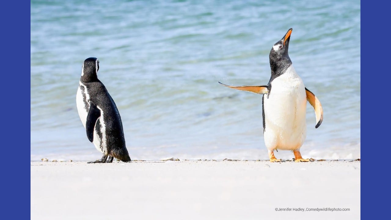 &quot;Talk To The Fin!&quot; by Jennifer Hadley (Image: Jennifer Hadley/comedywildlifephoto.com)