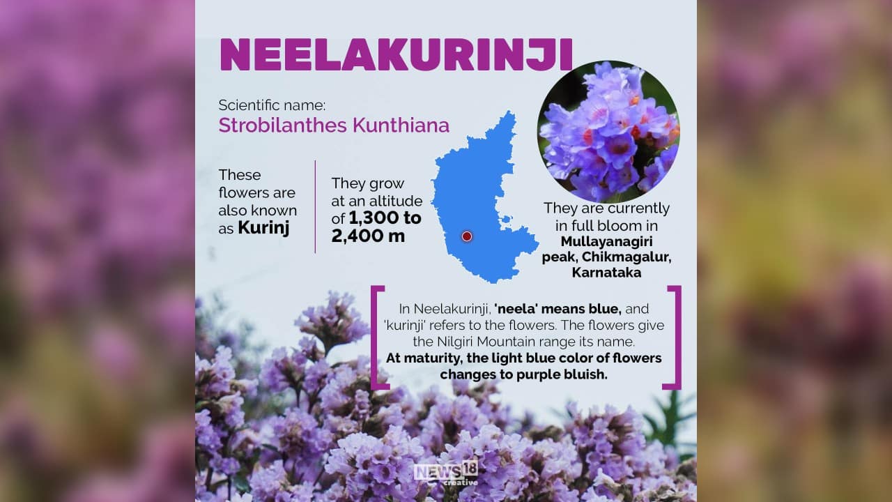 Stunning Pictures Of Rare Neelakurinji Flowers That Bloom Once In 12 Years