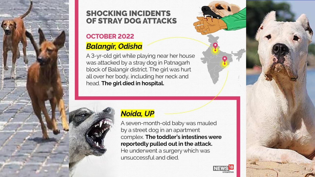 Pet-owners living in high rise complexes will have to use service lifts for taking their dogs out and make sure they wear a muzzle while in the public. (Image: News18 Creative)