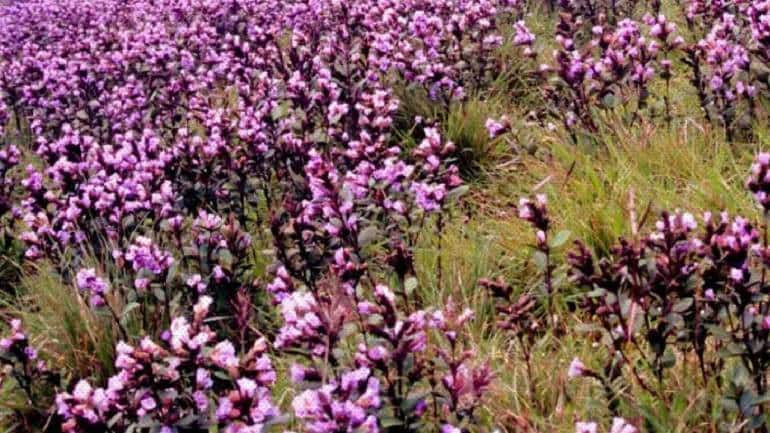 Neelakurinji Blooming Season from August 2018 to October 2018 in Munnar |  Beautiful nature wallpaper, Munnar, Natural landmarks