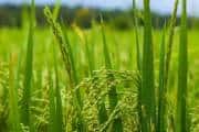 India’s playbook holds lessons for Southeast Asia’s agri-tech moment