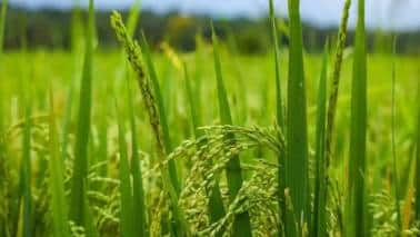 Can Russia be India's new best agri friend?