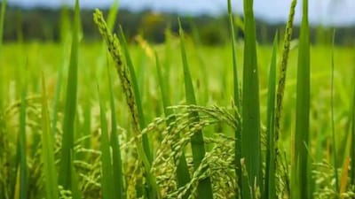 MSP for wheat | Image source : Moneycontrol