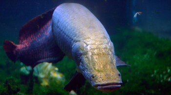 Arapaima are now found in Kerala (Photo: Jeff Kubina via Wikimedia Commons) 