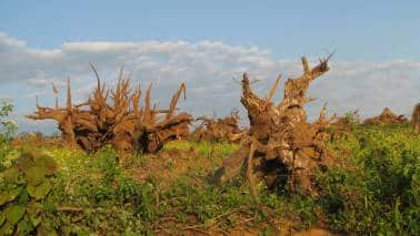 Climate bugs in developmental economics