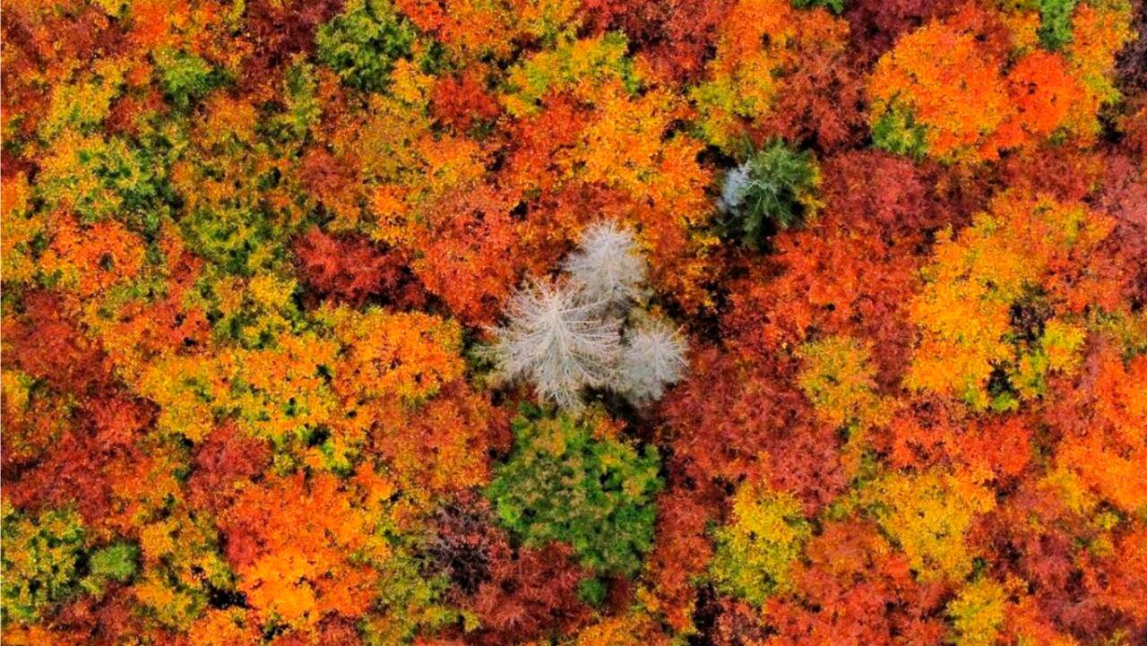 Autumn coloured trees stand around trees destroyed by the bark beetle and drought near Schierke, Germany.