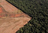 World's top finance firms continue to fuel deforestation, report warns
