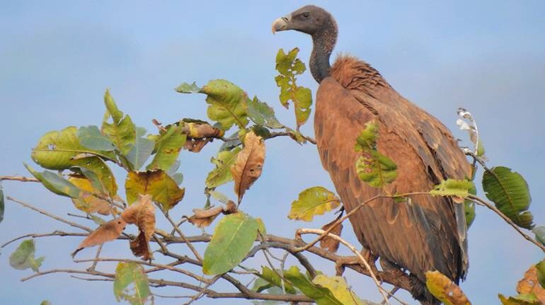 endangered indian birds