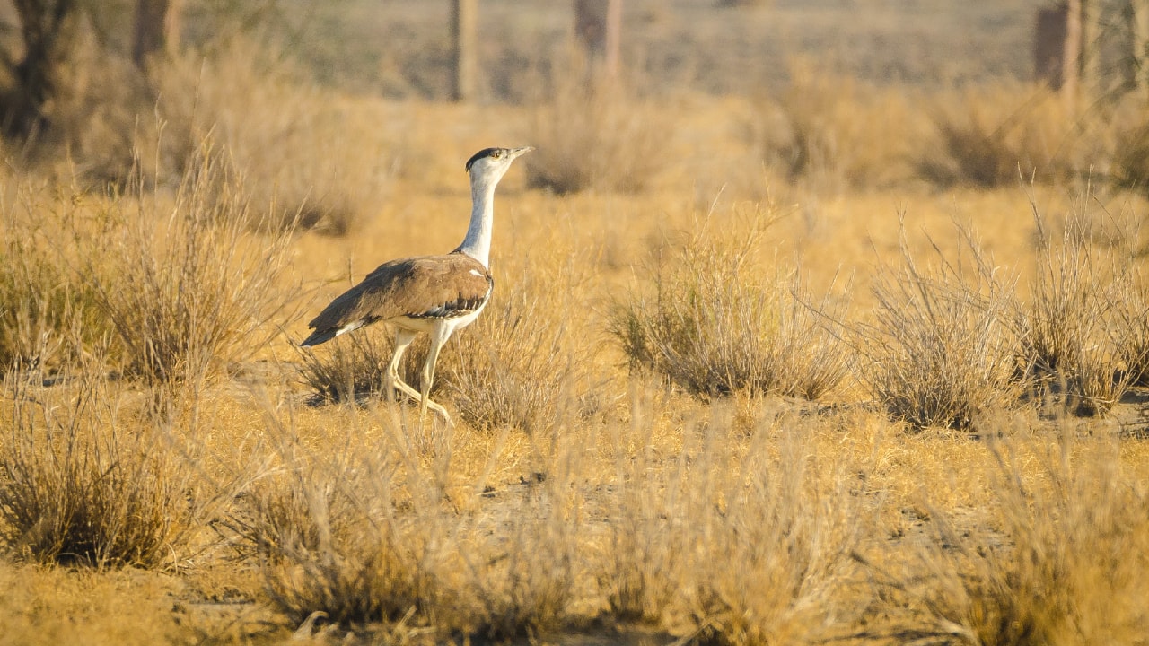 Great Indian Bustard (Photo credit: Kesavamurthy N via Wikimedia Commons)