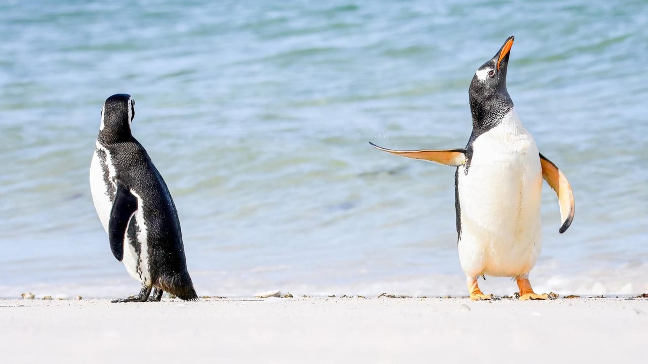 (Image credit: Jennifer Hadley/Comedywildlifephoto.com)