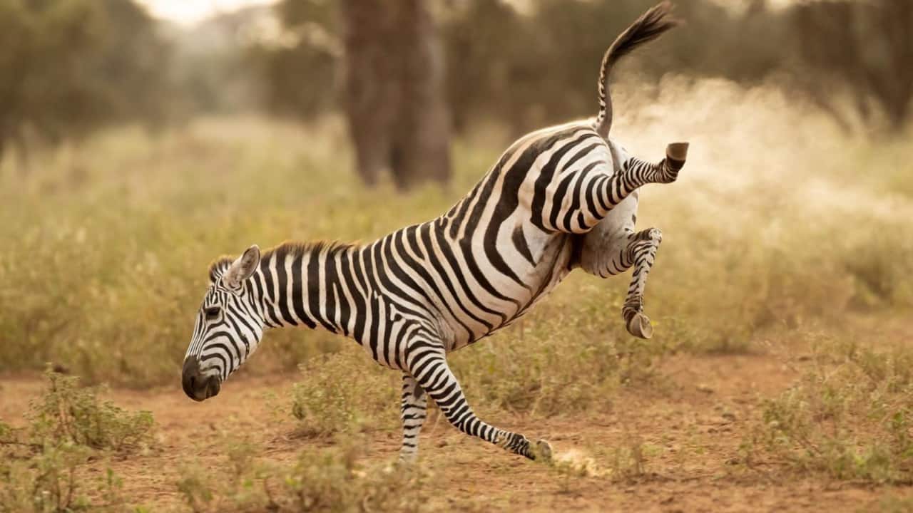Vince Burton/Comedywildlifephoto.com)