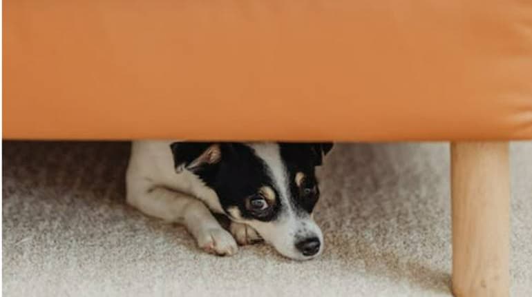 Diwali 2022: How to take care of your pets and stray animals during the festive season Diwali 2022: How to take care of your pets and stray animals during the festive season