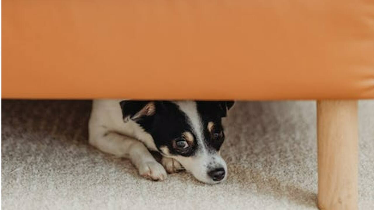National Pet Day: Dedicated pet policies, public sensitisation needed for conducive atmosphere National Pet Day: Dedicated pet policies, public sensitisation needed for conducive atmosphere