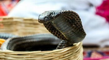 Six days after it went missing, the snake was found inside the building where its terrarium is located. (Representational image: Godwin Angeline via Unsplash)