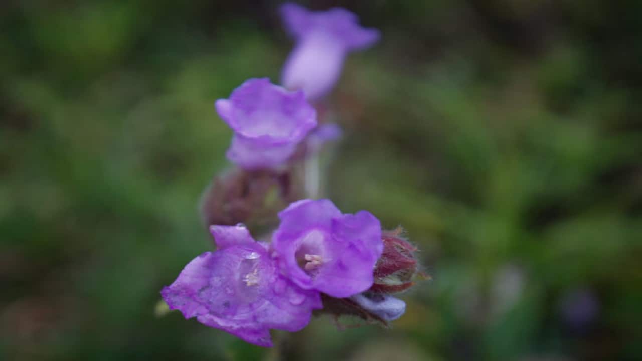 Neelakurinji in bloom. Photo by Abhishek N. Chinnappa. (Mongabay)