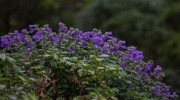 Strobilanthes sessilis var. sessilioides. Photo by Abhishek N. Chinnappa. (Mongabay)