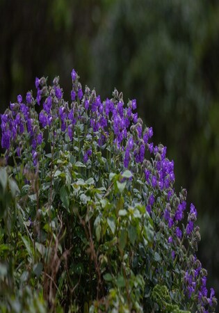 The neelakurinji bloom is wilting with time