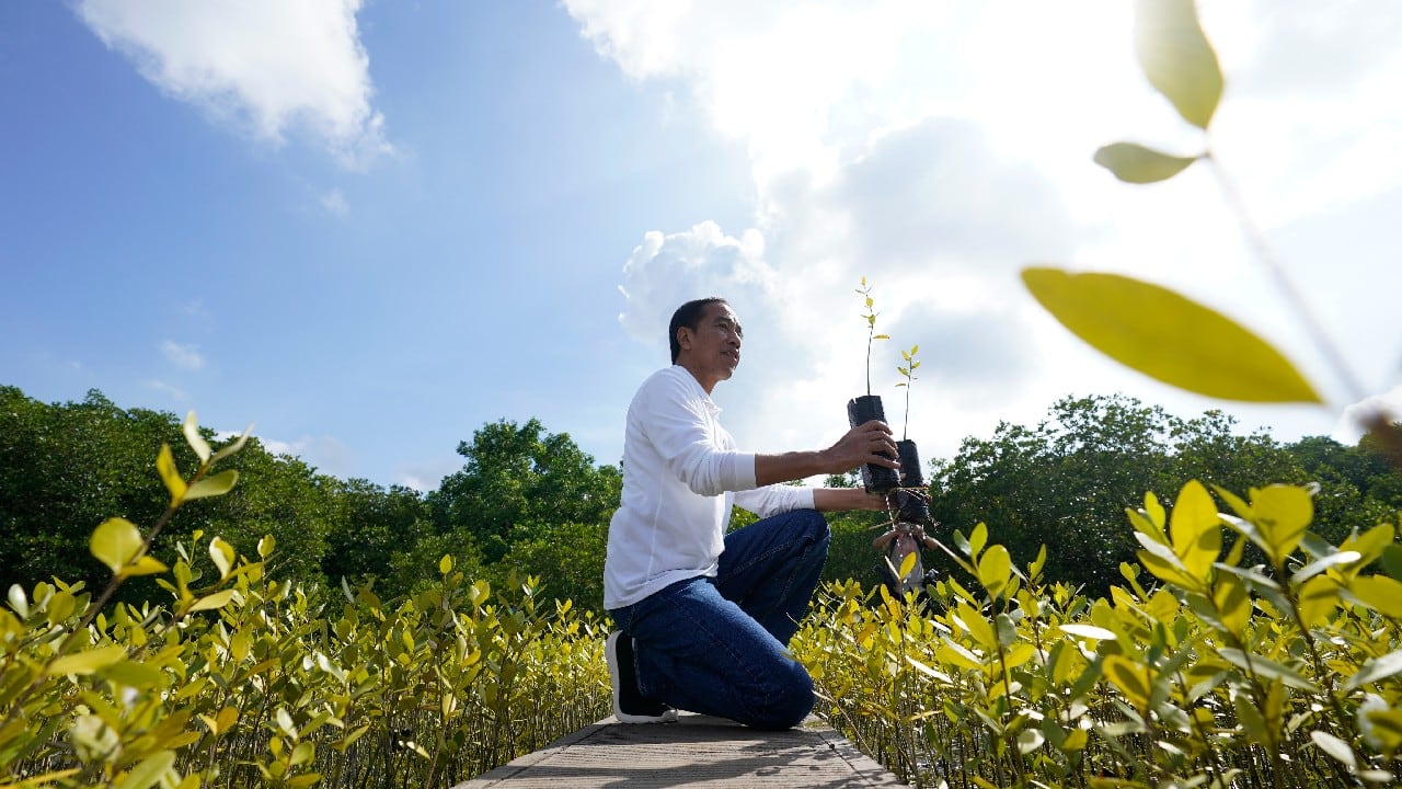Indonesian President Joko Widodo plants a tree at the Taman Hutan Raya Ngurah Rai Mangrove Forest. (Image: AP)