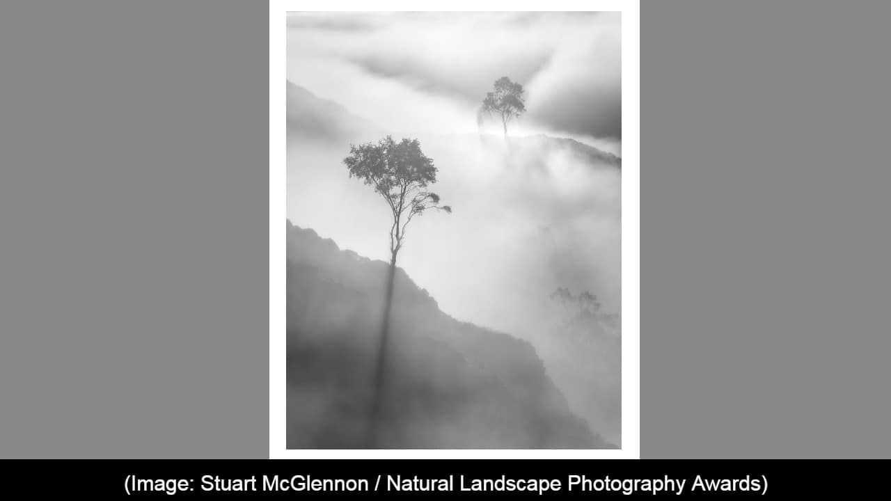 Trees, Forest, and Woodland, Winner: Stuart McGlennon (Source: Natural Landscape Awards)