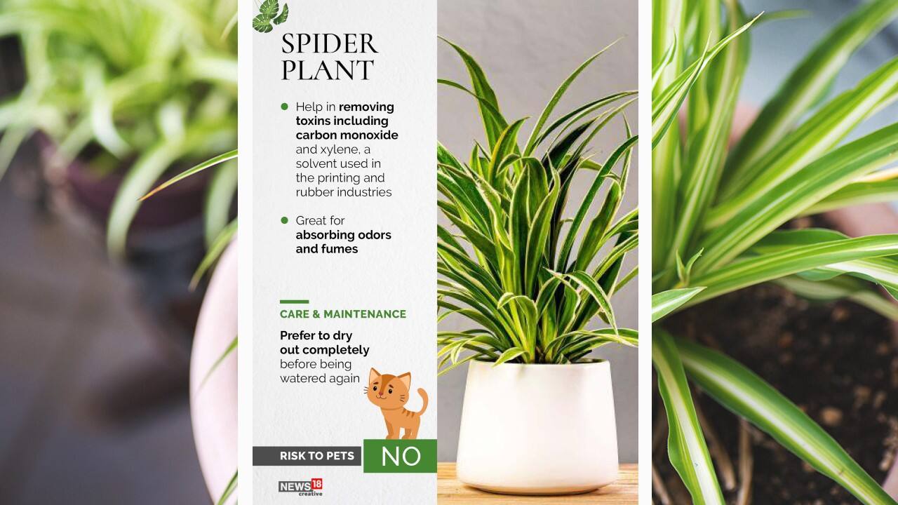 Spider plant help in removing toxins including carbon monoxide and xylene, a solvent used in the printing and rubber industries. (Image: News18 Creative)