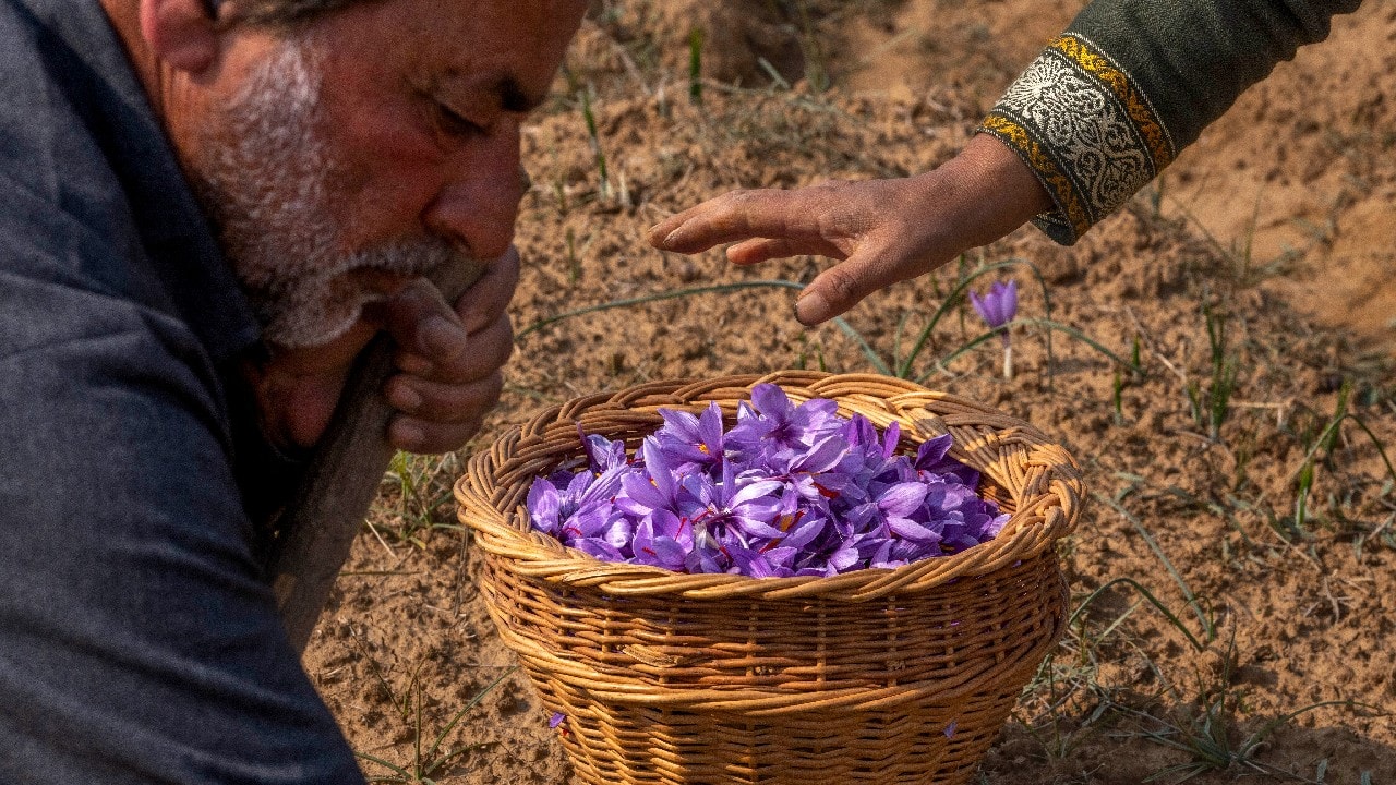 Tinkering with saffron’s genetic makeup to develop climate resilience