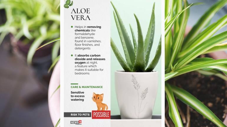 3 air purifying indoor plants