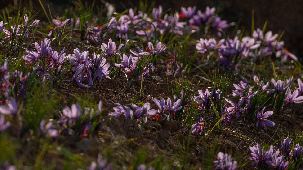 As climate change impacts the production of prized saffron in Kashmir, scientists are shifting to a largely new technique for growing one of the world’s most expensive spices in the Himalayan region: indoor cultivation. (Source: AP)