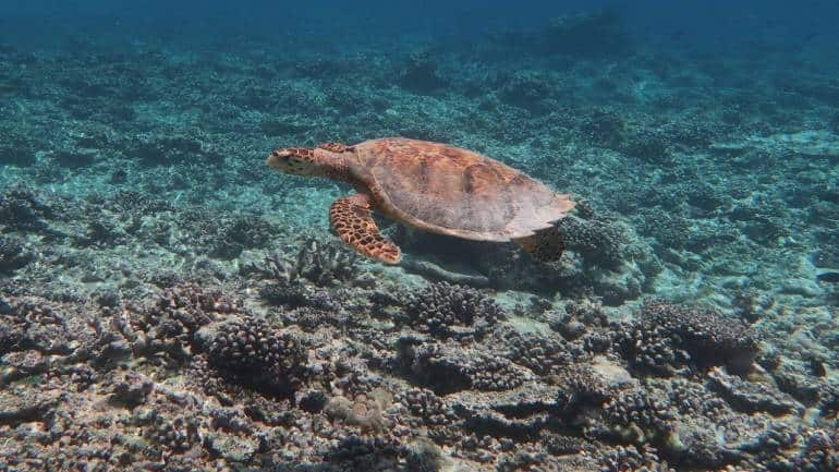 3D-Printed Coral reef sprouts hope for marine life near Hong Kong