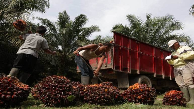 India S Palm Oil Imports Rise 29 In Nov Sept Of 2022 23 Oil Year SEA   393961700 770x433 