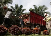 Godrej group to double oil palm plantations in six years