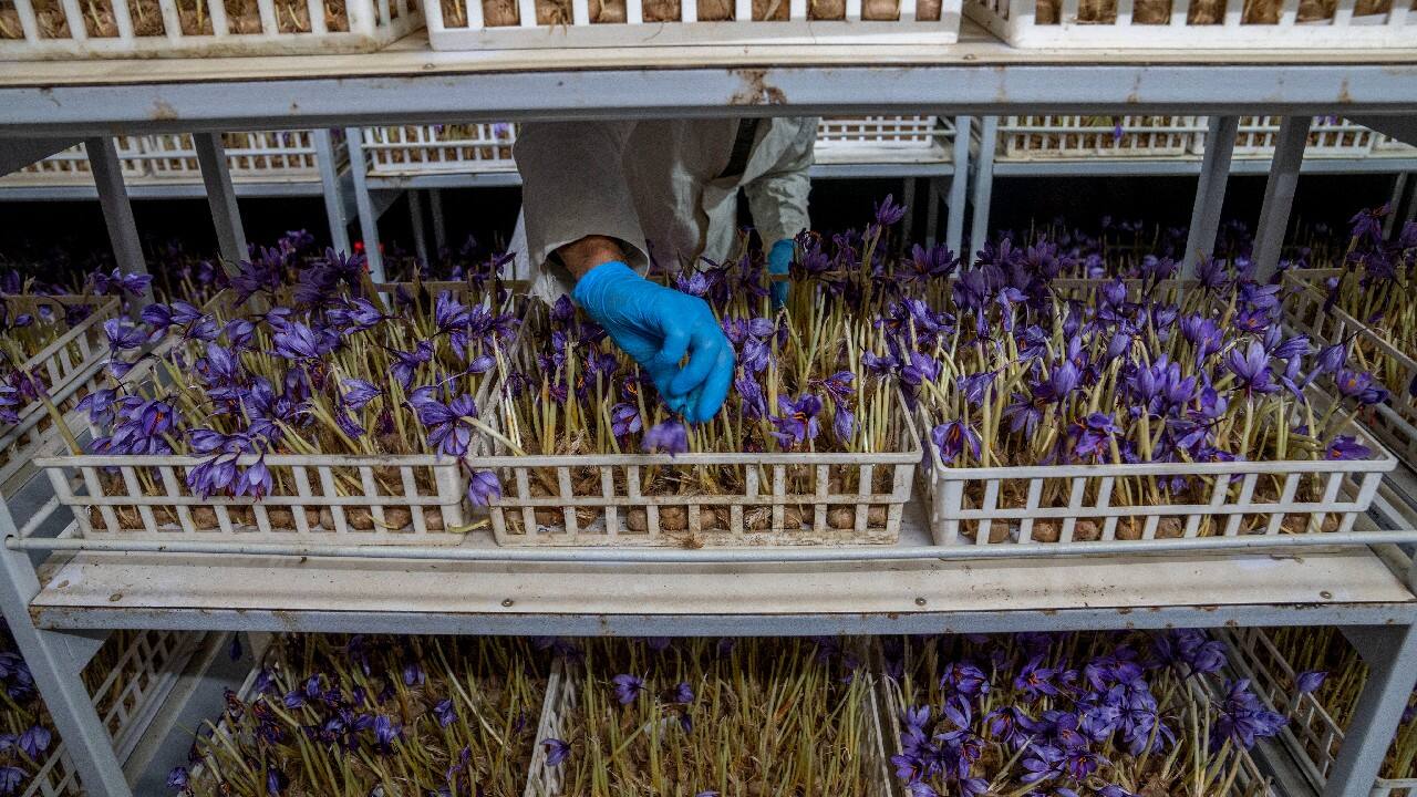 Farmers in Kashmir try growing saffron indoors