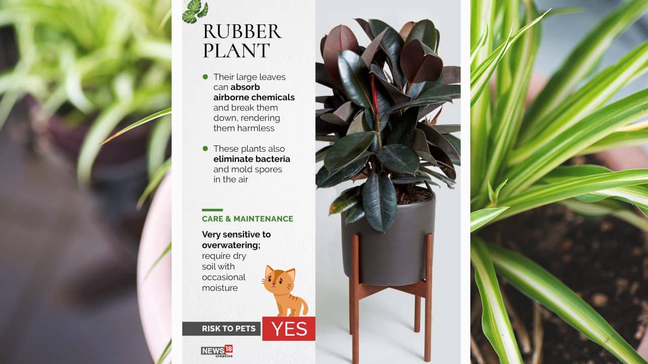 Rubber plant’s leaves can absorb airborne chemicals and break them down, rendering them harmless. (Image: News18 Creative)