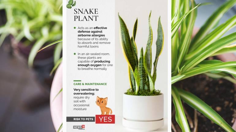 6 air purifying indoor plants