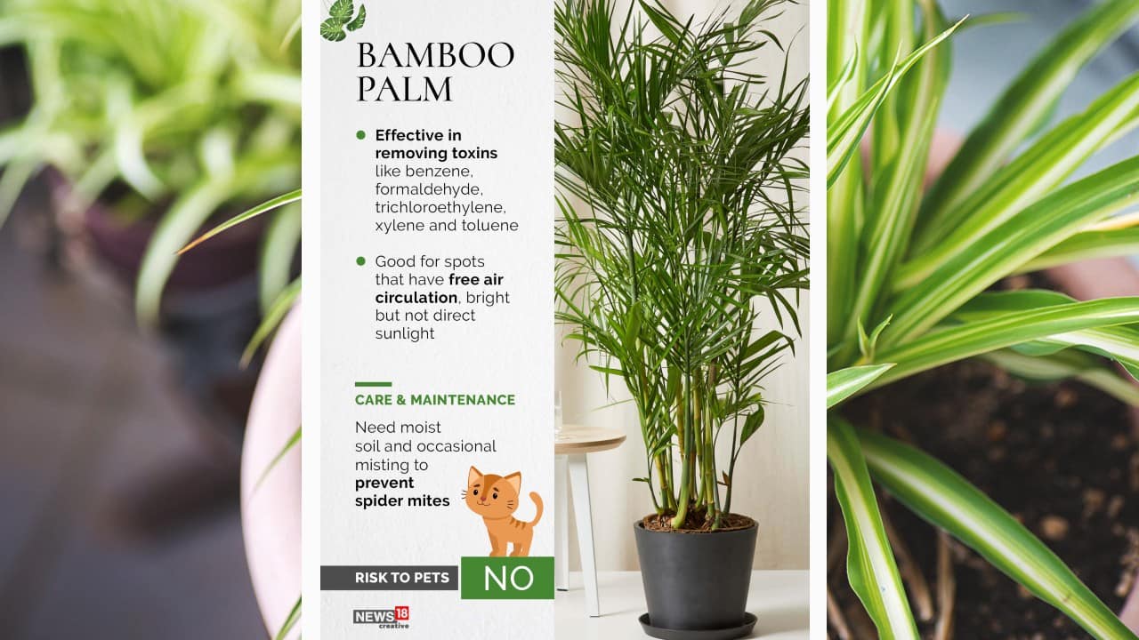 Bamboo Palm is effective in removing toxins like benzene, formaldehyde, trichloroethylene, xylene and toluene. (Image: News18 Creative)