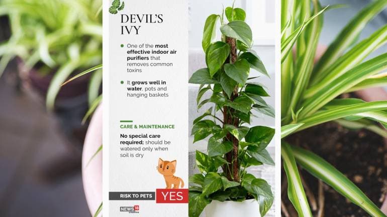 8 air purifying indoor plants