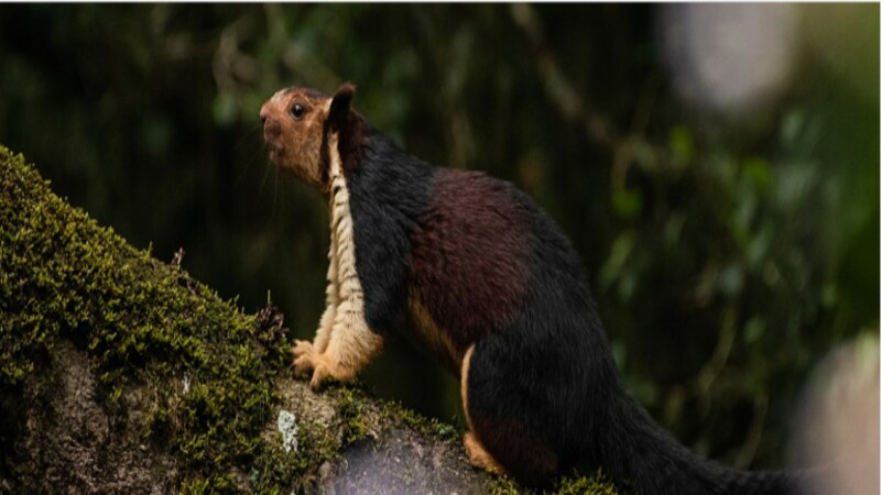 How preserving forests could save the Indian giant squirrel