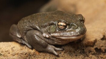 Licking a Sonoran desert toad cause hallucinations so potent it is often compared to a religious experience. (Image credit: @RibbitDaily/Twitter)