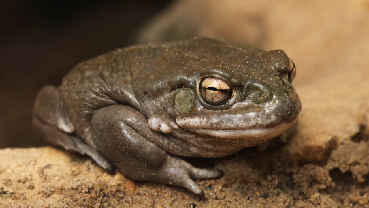 'Please stop licking toads': US National Park Service tells visitors seeking a high
