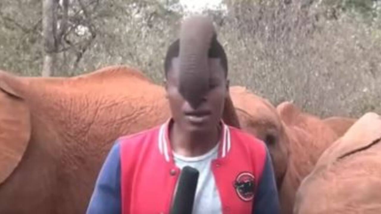 Watch: Baby elephant interrupts reporter in viral video