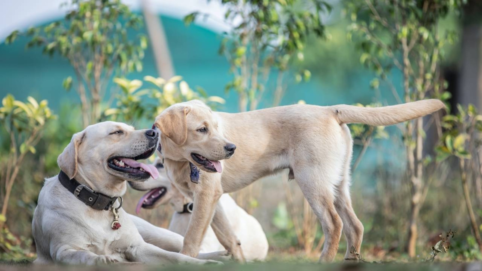5 pet parks in Mumbai where you can take your dog to