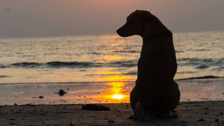 Delhi HC refuses to entertain PIL to ban dangerous dog breeds - Vimarsana News