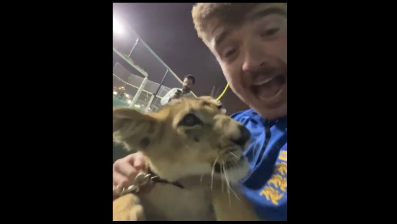 England fans taken to Qatar royal palace during hunt for beer? Lion cub video doesn't disappoint