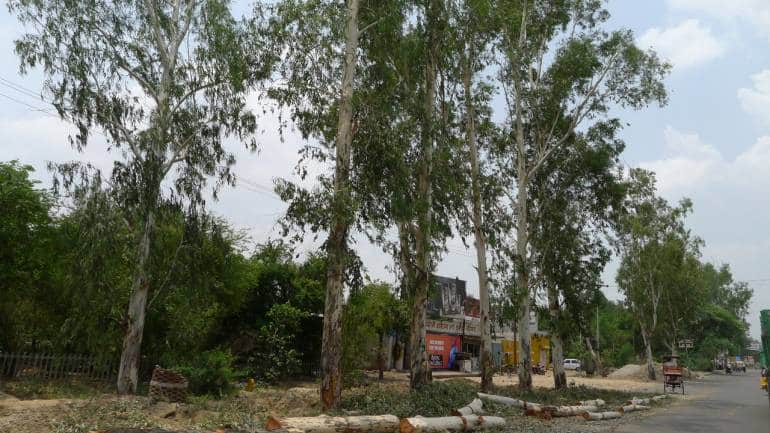 Eucalyptus trees are an invasive alien species in India, and degrade the local habitat. (Photo: John Tann via Wikimedia Commons)